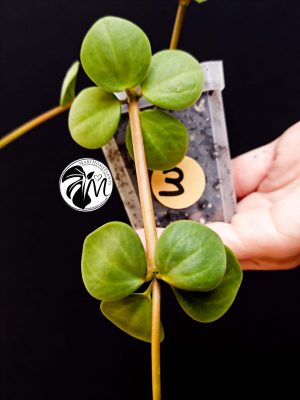 peperomia hope (copy)
