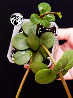 peperomia hope (copy)