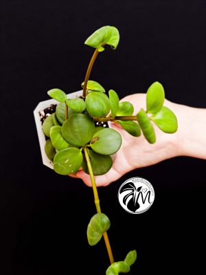 peperomia hope (copy)