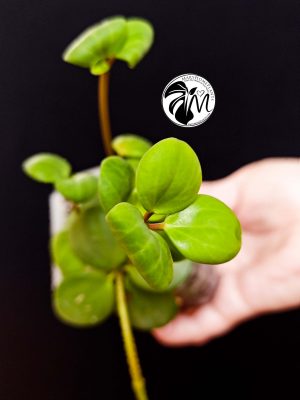 peperomia hope (copy)
