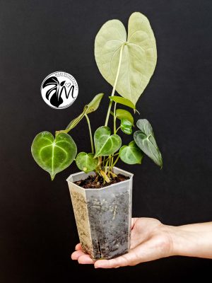 anthurium clarinervium (copy)