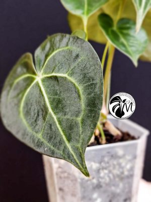 anthurium clarinervium (copy)
