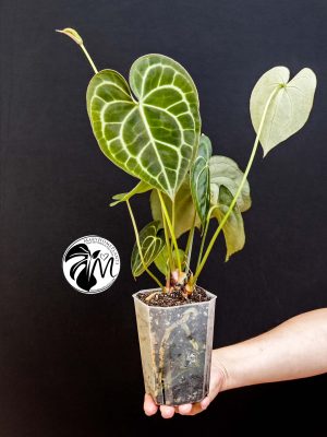 anthurium clarinervium (copy)