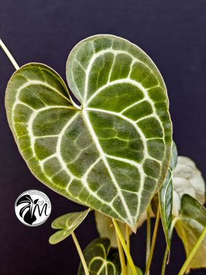 anthurium clarinervium (copy)