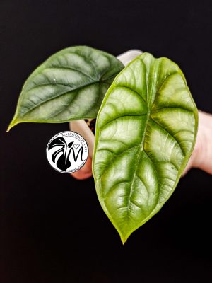 alocasia scalprum (copy)