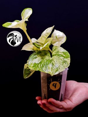 epipremnum 'happy leaf' pothos (copy)
