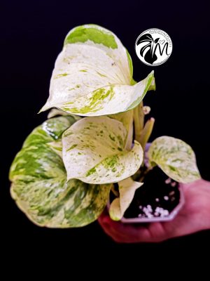epipremnum 'happy leaf' pothos (copy)