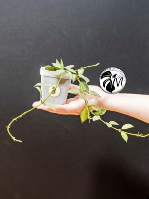 hoya lacunosa silver