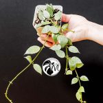 hoya lacunosa silver