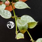 hoya lacunosa silver