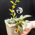 hoya lacunosa silver (copy)