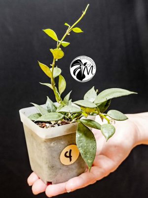 hoya lacunosa silver (copy)