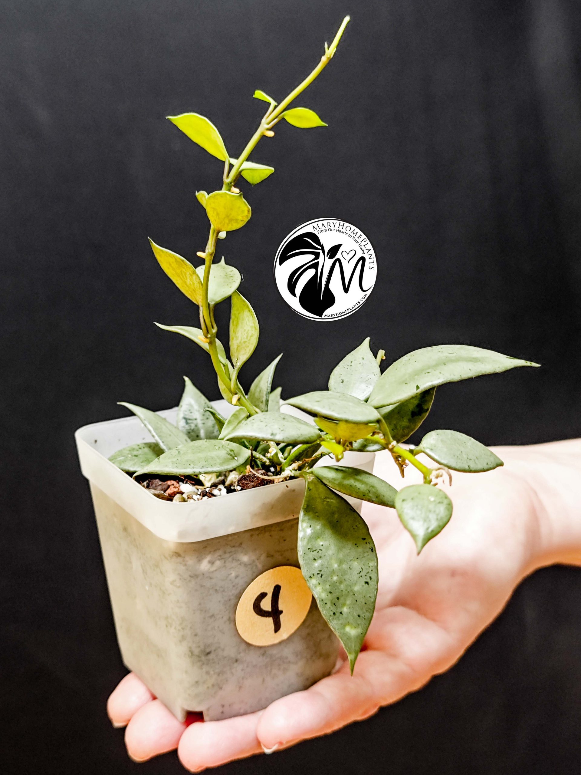 hoya lacunosa silver (copy)