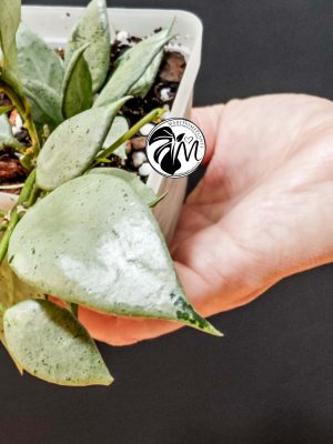 hoya lacunosa silver (copy)