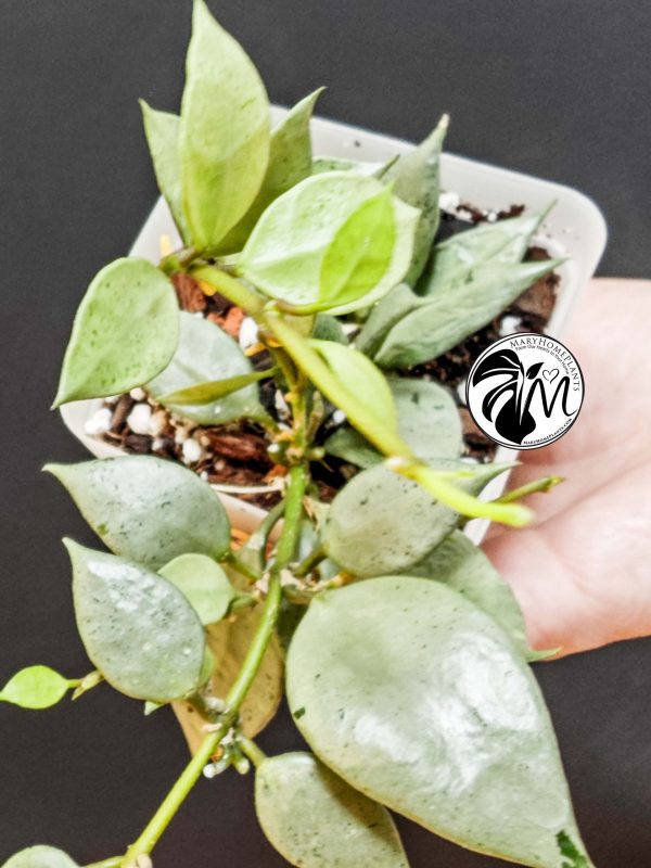 hoya lacunosa silver (copy)