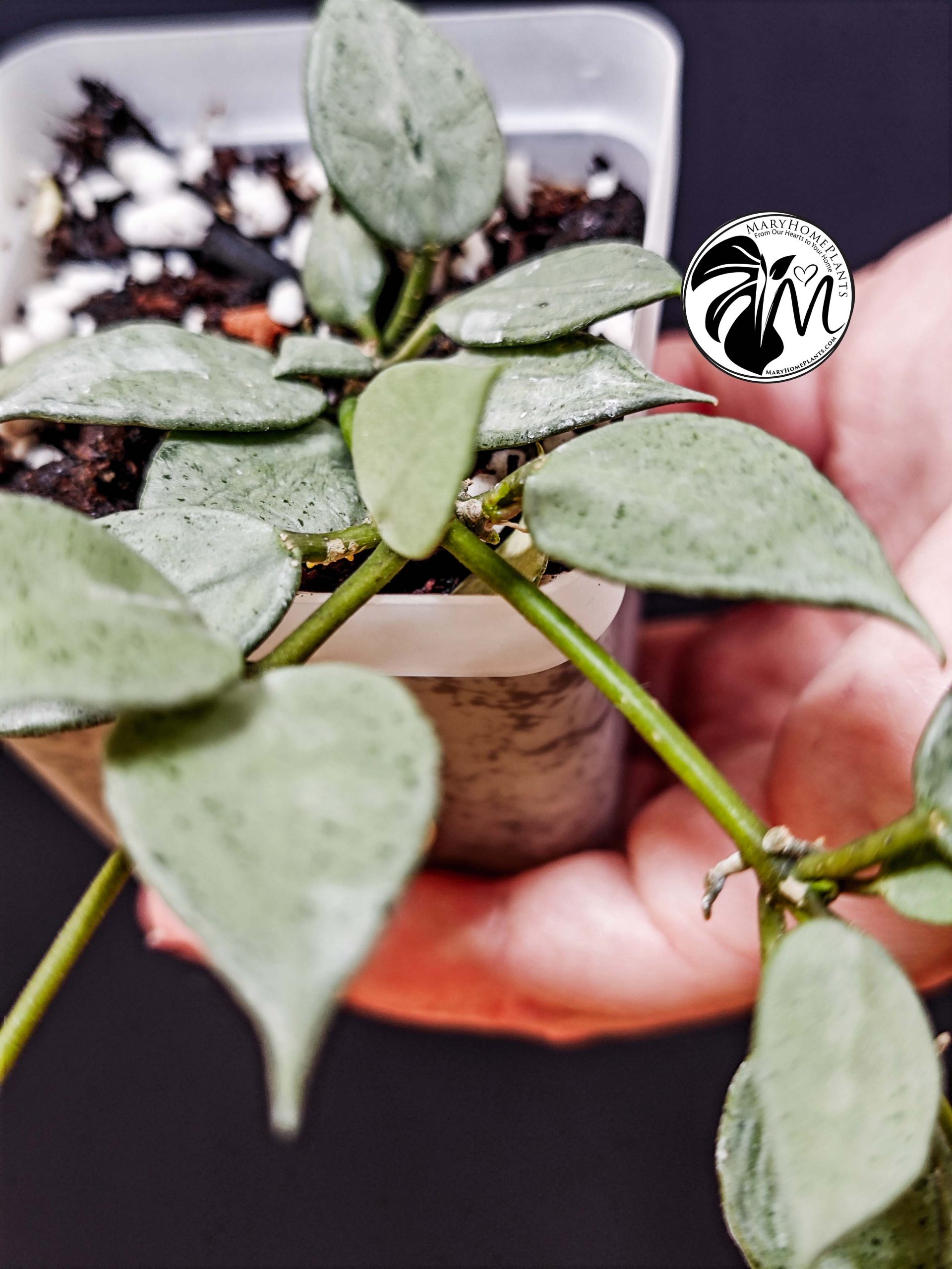 hoya lacunosa silver (copy)