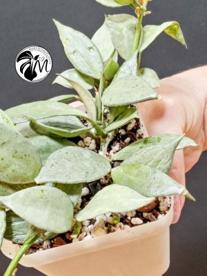 hoya lacunosa silver (copy)