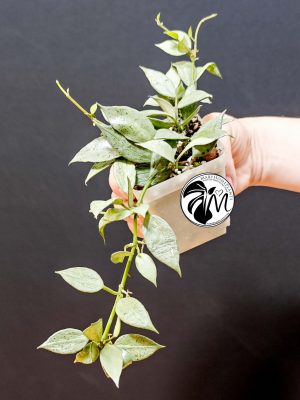 hoya lacunosa silver (copy)