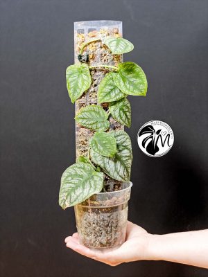 monstera dubia (copy)