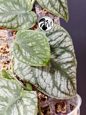 monstera dubia (copy)