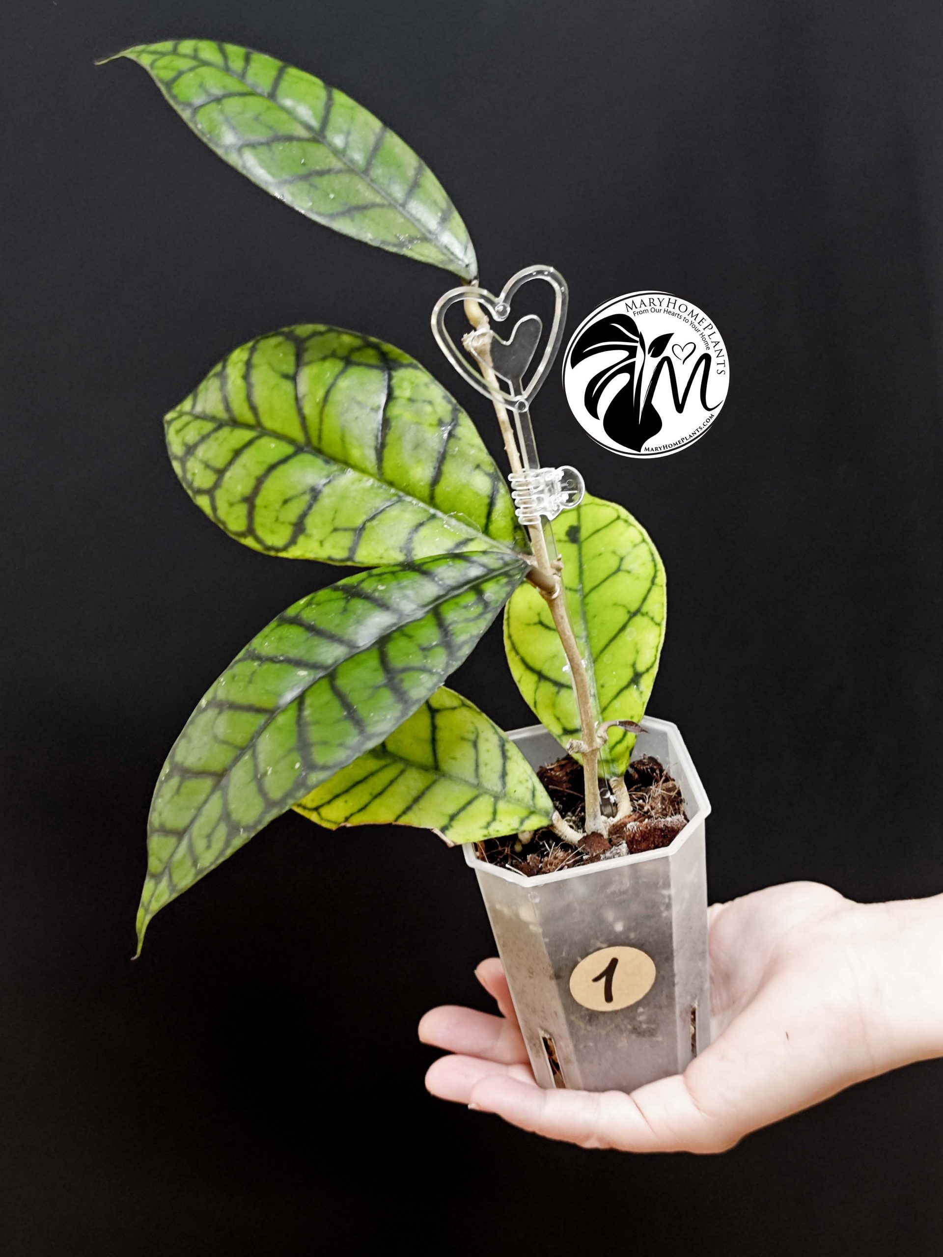 hoya callistophylla (copy)