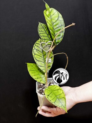 hoya callistophylla (copy)
