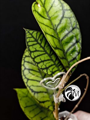 hoya callistophylla (copy)