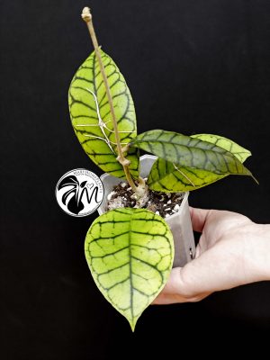hoya callistophylla (copy)