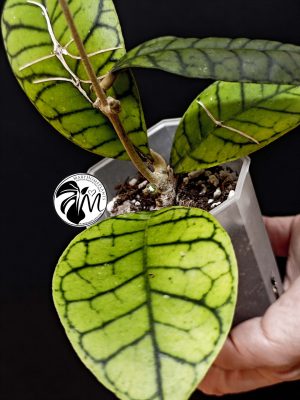 hoya callistophylla (copy)