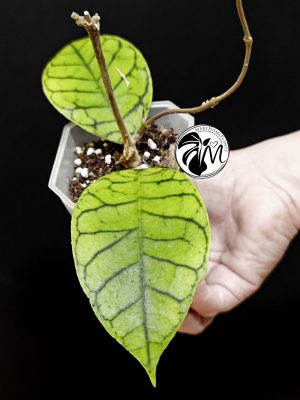 hoya callistophylla (copy)