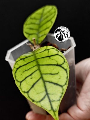hoya callistophylla (copy)