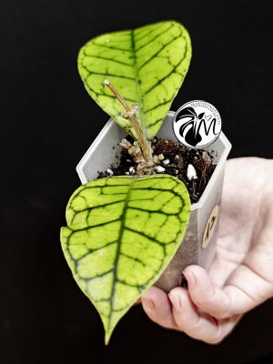 hoya callistophylla (copy)
