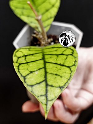hoya callistophylla (copy)