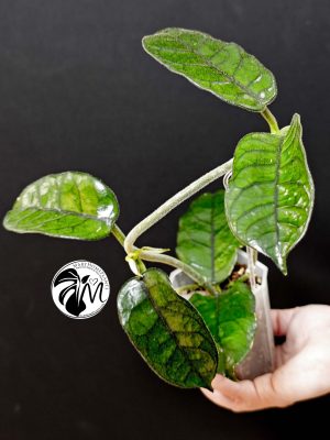 hoya villosa (copy)