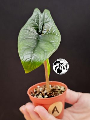 alocasia scalprum (copy)