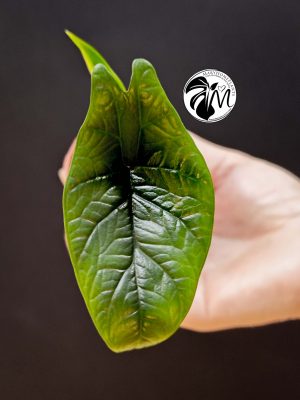 alocasia scalprum (copy)