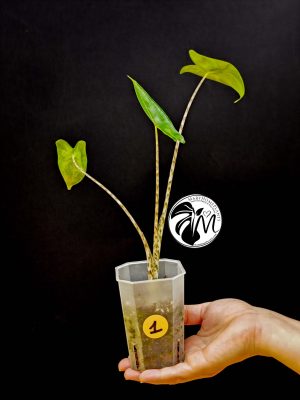 alocasia zebrina (copy)