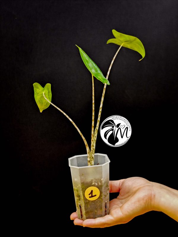 alocasia zebrina (copy)