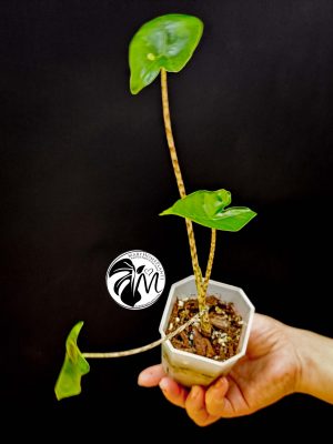 alocasia zebrina (copy)