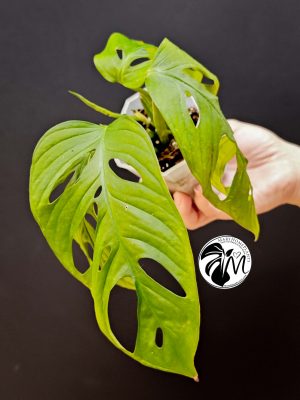 monstera siltepecana (copy)