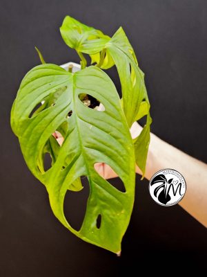 monstera siltepecana (copy)