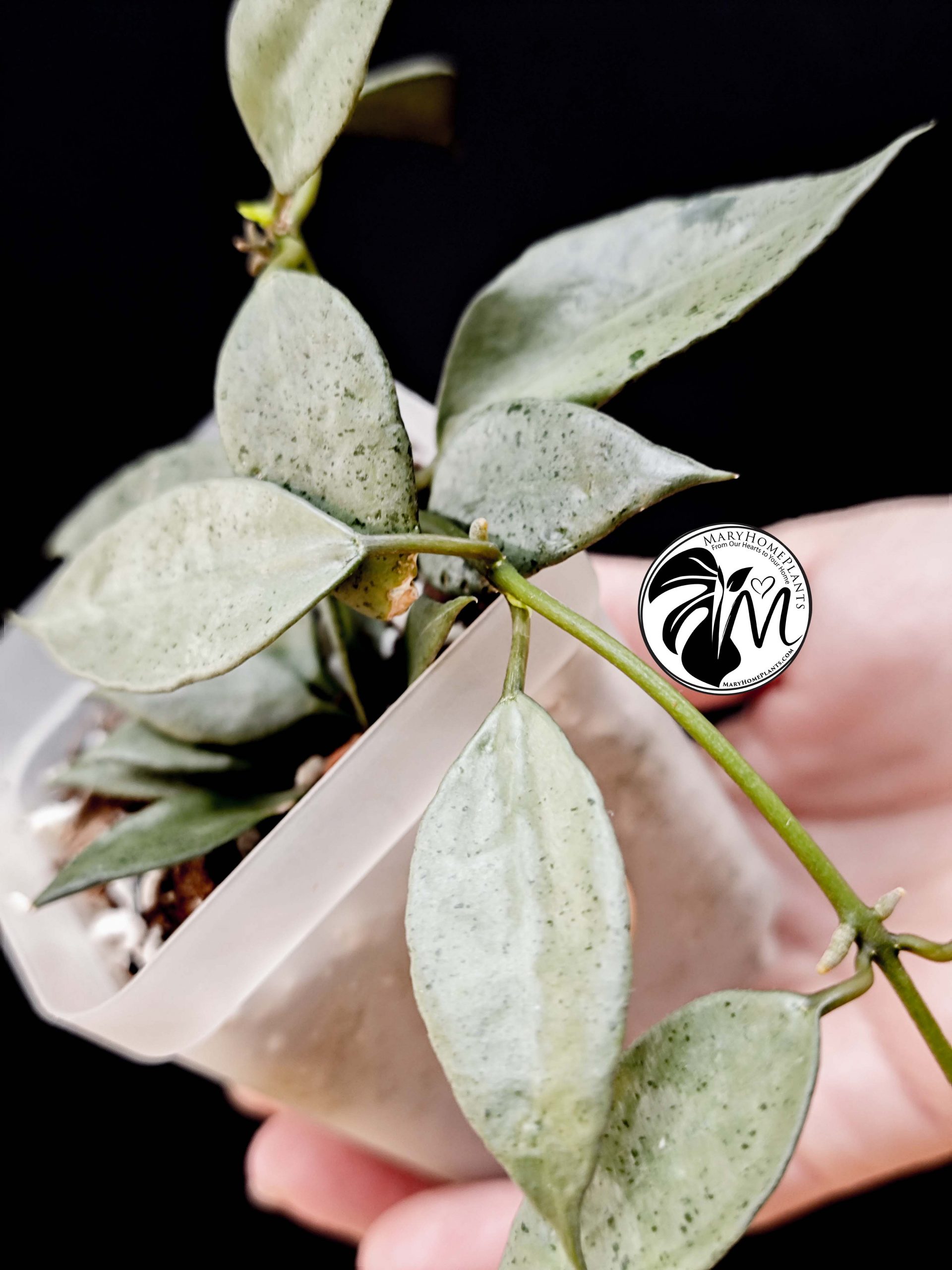 hoya lacunosa silver (copy)