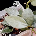 hoya lacunosa silver (copy)