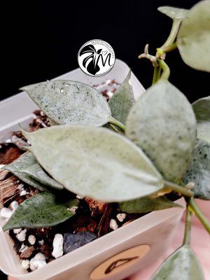 hoya lacunosa silver (copy)