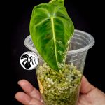 alocasia frydek variegated