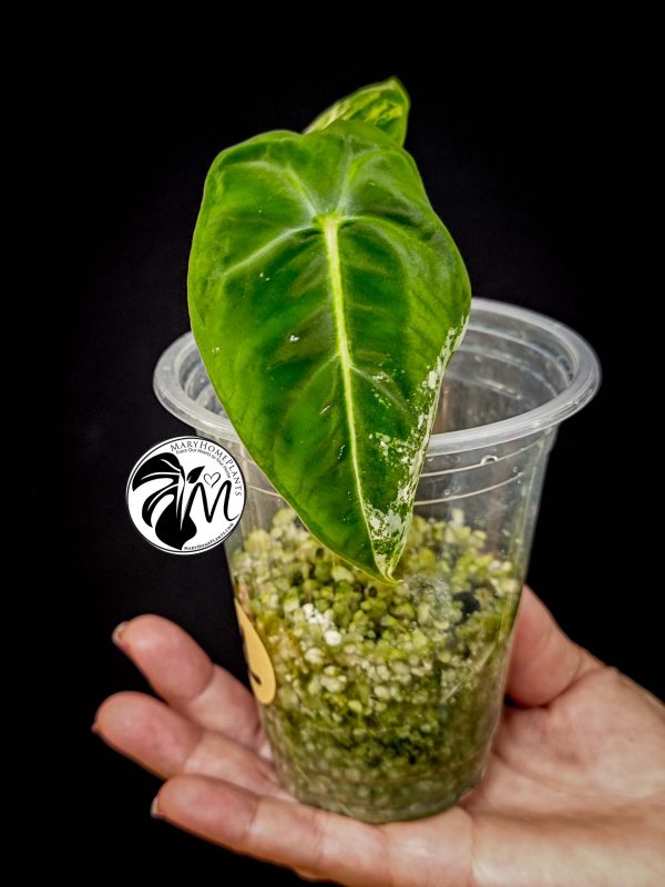 alocasia frydek variegated