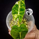 alocasia frydek variegated