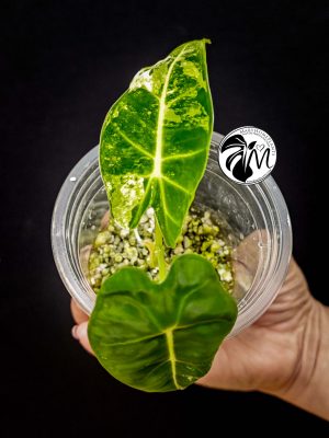 alocasia frydek variegated