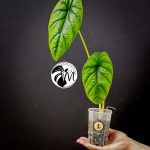 alocasia puncak borneensis
