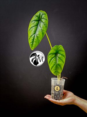 alocasia puncak borneensis
